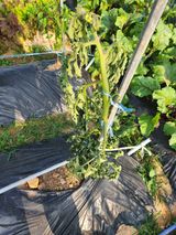 팜모닝 토마토·병해충상담 게시글 이미지