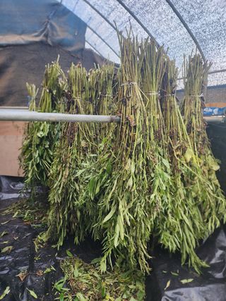  청계유정란 박진균님의 벼 · 영농일지 작성글 사진