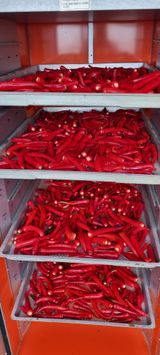 팜모닝 고추·일상 게시글 이미지