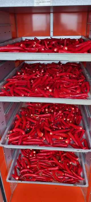 대삼팜스빌리지님의 고추 · 일상 작성글 사진