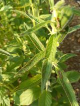 팜모닝 참깨·병해충상담 게시글 이미지