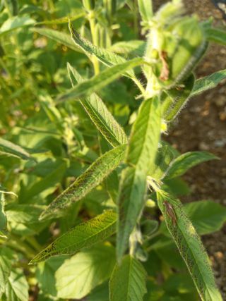 초보농꾼님의 참깨 · 병해충상담 작성글 사진