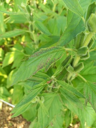 초보농꾼님의 참깨 · 병해충상담 작성글 사진