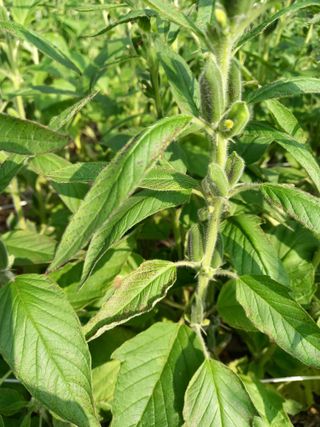 초보농꾼님의 참깨 · 병해충상담 작성글 사진