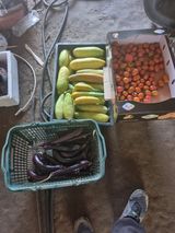 팜모닝 고추·영농일지 게시글 이미지