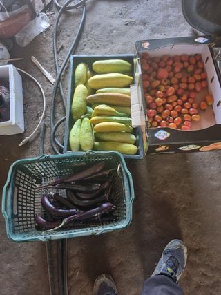 안성호님의 고추 · 영농일지 작성글 사진