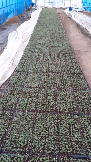 송광만님의 들깨 · 병해충상담 작성글 사진