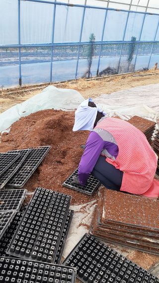 송광만님의 들깨 · 병해충상담 작성글 사진