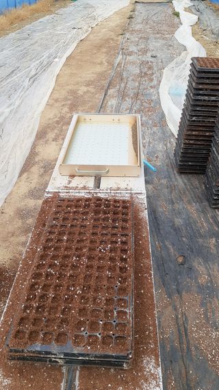 송광만님의 들깨 · 병해충상담 작성글 사진