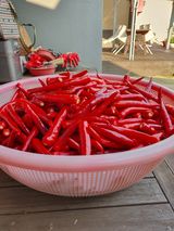 팜모닝 고추·수확 게시글 이미지