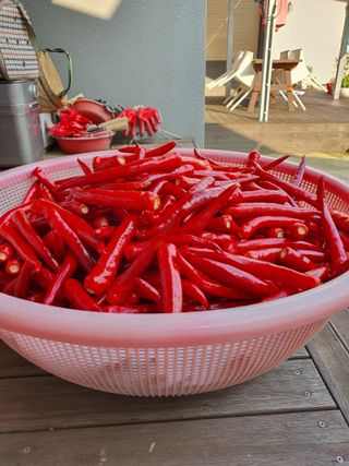 나홀로농부님의 고추 · 수확 작성글 사진