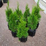 팜모닝 · 게시글 이미지