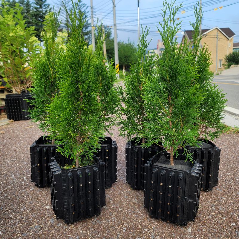 이선미님의 장터 판매 상품 [에메랄드그린 50cm 트리웰 화분묘] 첨부 사진