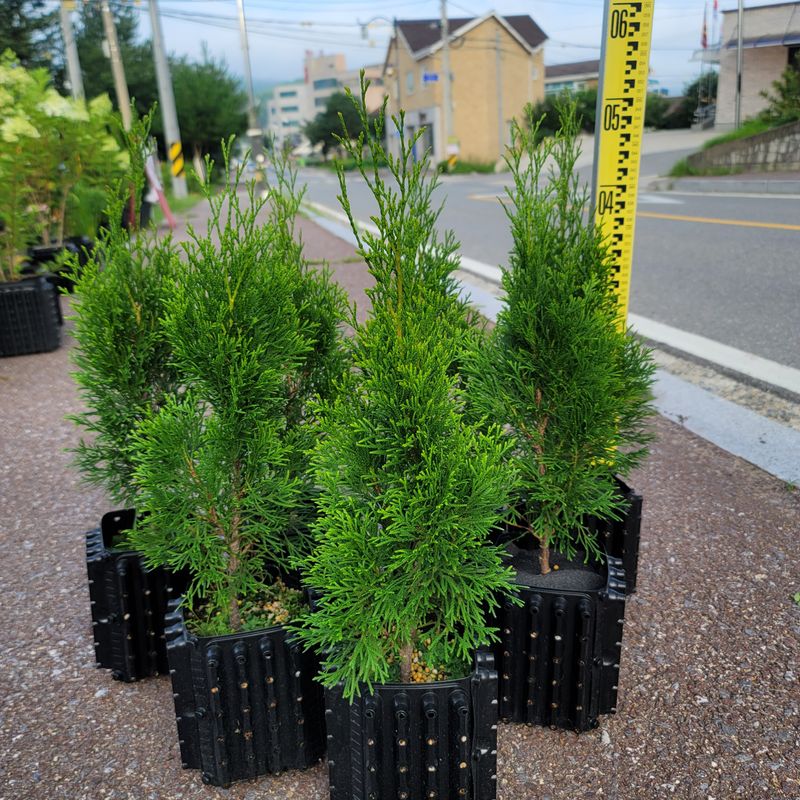이선미님의 장터 판매 상품 [에메랄드그린 50cm 트리웰 화분묘] 첨부 사진