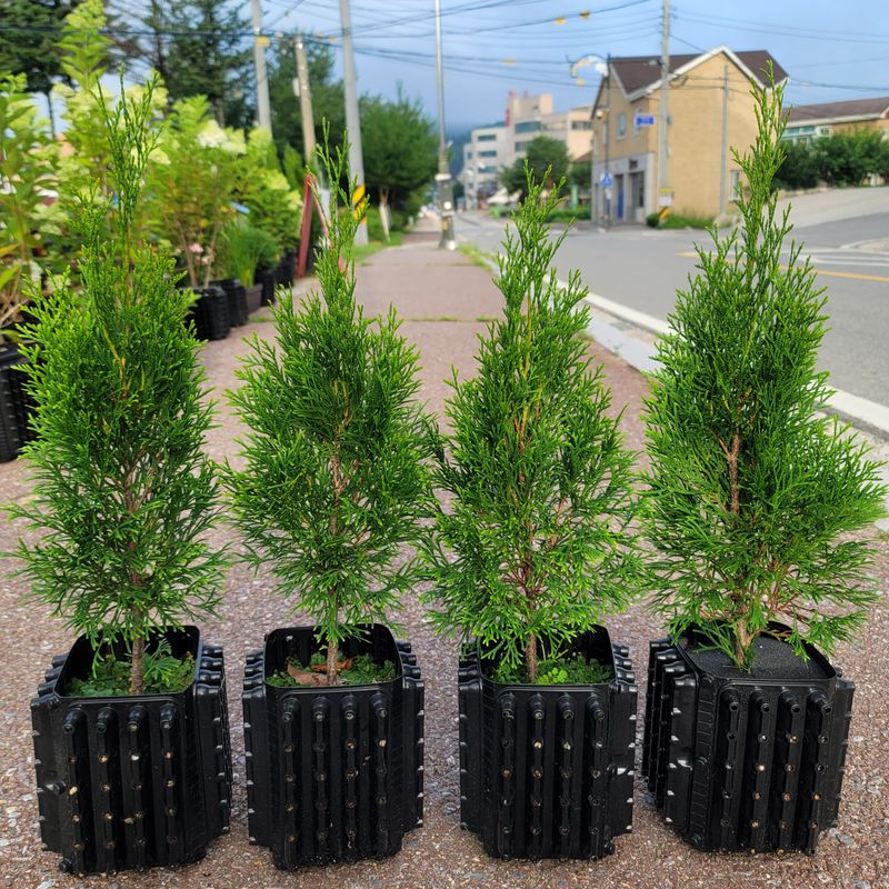 이선미님의 장터 판매 상품 [에메랄드그린 50cm 트리웰 화분묘] 첨부 사진