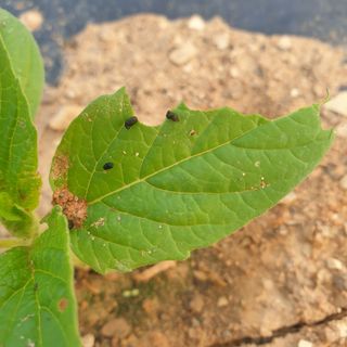 오주아님의 참깨 · 병해충상담 작성글 사진