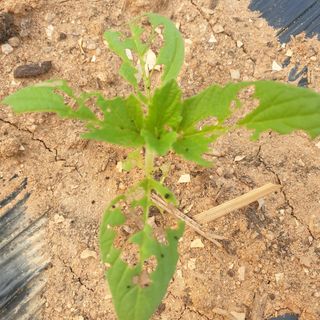 오주아님의 참깨 · 병해충상담 작성글 사진