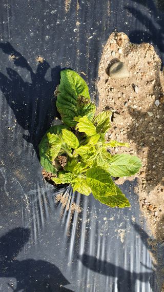 heon5486님의 참깨 · 병해충상담 작성글 사진