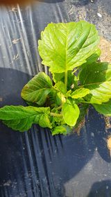 팜모닝 참깨·병해충상담 게시글 이미지