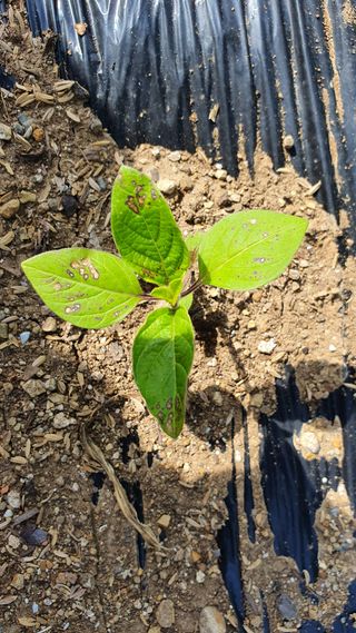 heon5486님의 참깨 · 병해충상담 작성글 사진