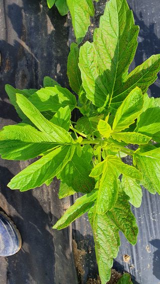 heon5486님의 참깨 · 병해충상담 작성글 사진