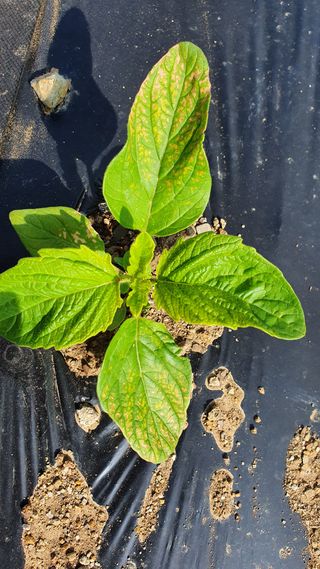 heon5486님의 참깨 · 병해충상담 작성글 사진