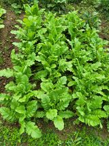 팜모닝 자유주제·자유게시판 게시글 이미지