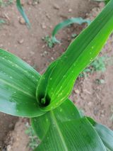 팜모닝 옥수수·병해충상담 게시글 이미지