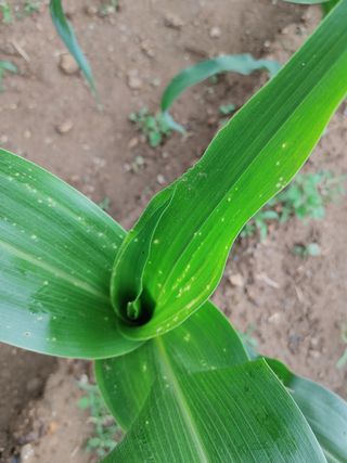 cowboy님의 옥수수 · 병해충상담 작성글 사진