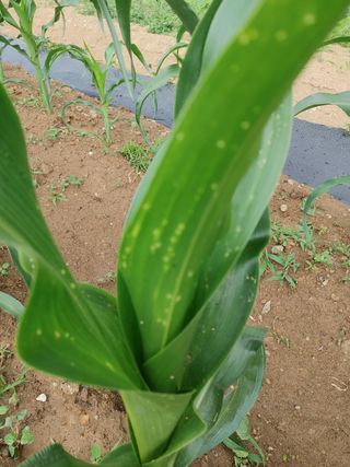 cowboy님의 옥수수 · 병해충상담 작성글 사진