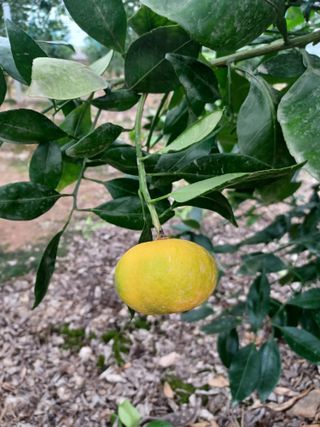 이승규(제주아침)님의 귤 · 자연재해•동물피해 작성글 사진