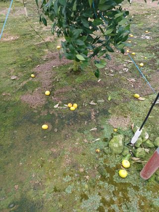 이승규(제주아침)님의 귤 · 자연재해•동물피해 작성글 사진