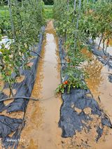 팜모닝 토마토·영농일지 게시글 이미지