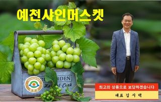 김시택샤인머스켓님의 포도 · 자유게시판 작성글 사진