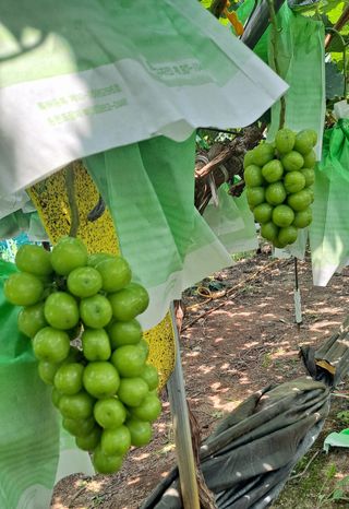 김시택샤인머스켓님의 포도 · 자유게시판 작성글 사진