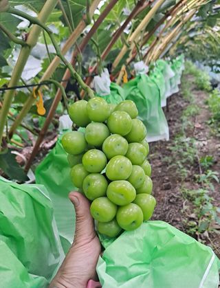 김시택샤인머스켓님의 포도 · 자유게시판 작성글 사진