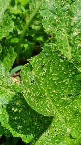 팜모닝 배추·병해충상담 게시글 이미지