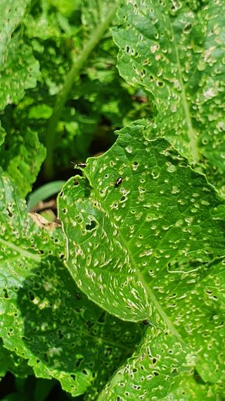 heon5486님의 배추 · 병해충상담 작성글 사진