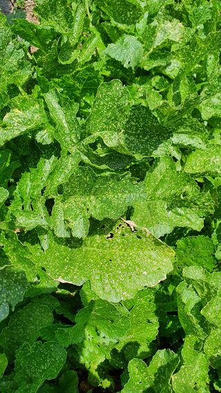 heon5486님의 배추 · 병해충상담 작성글 사진