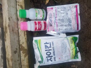 문성농장15146님의 감 · 영농일지 작성글 사진