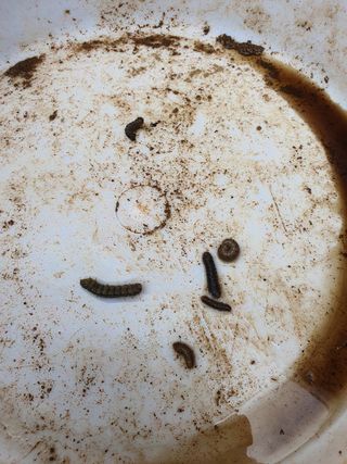 김공석님의 참깨 · 병해충상담 작성글 사진