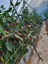 팜모닝 고추·영농일지 게시글 이미지