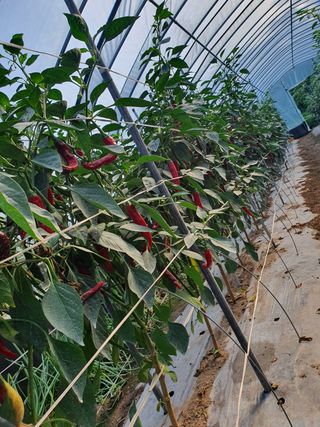 권헌석님의 고추 · 영농일지 작성글 사진