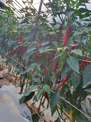 권헌석님의 고추 · 영농일지 작성글 사진