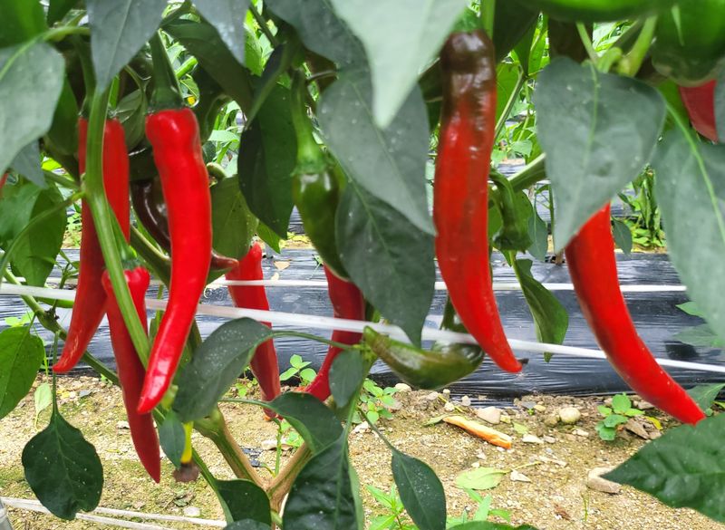 박현주님의 장터 판매 상품 [2023햇고추가루600g] 첨부 사진