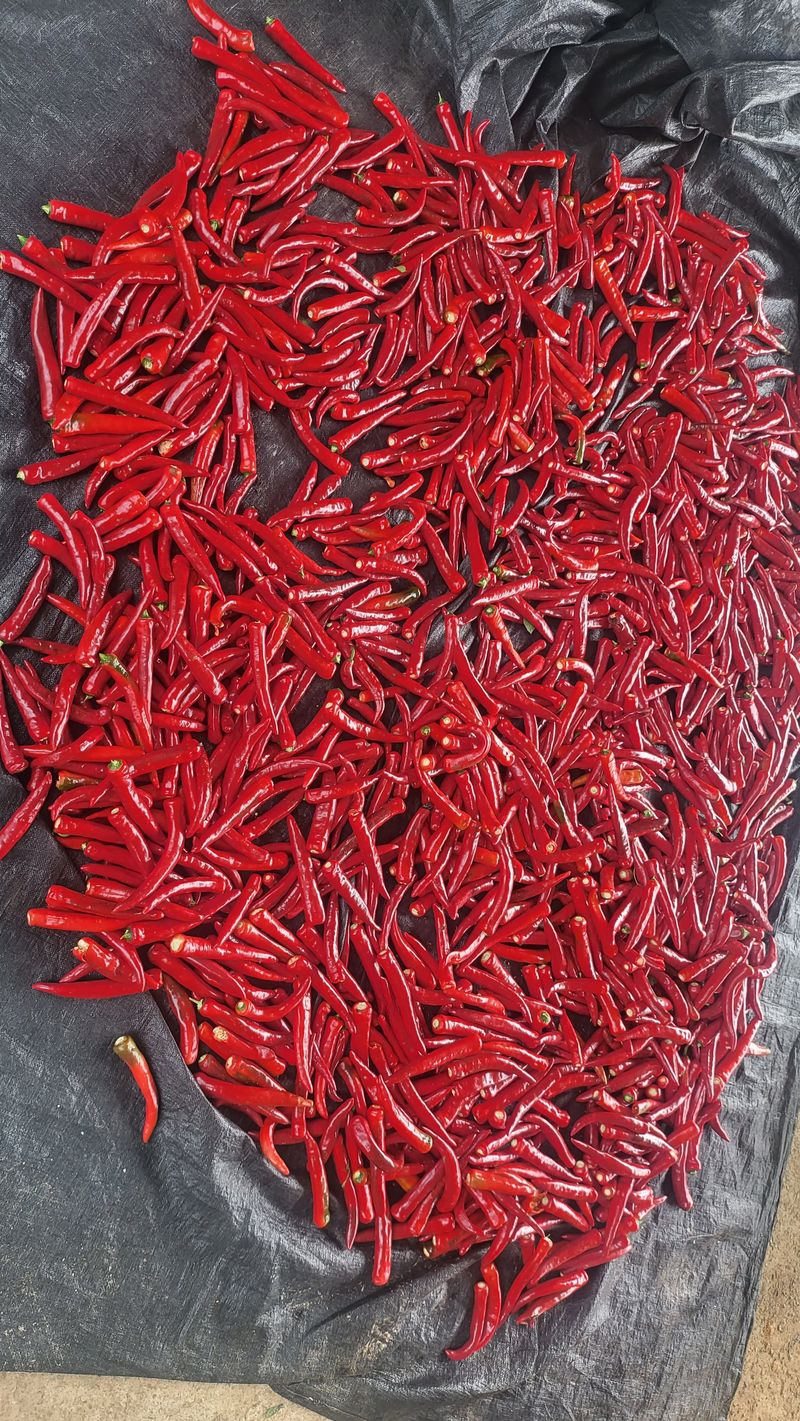 박현주님의 장터 판매 상품 [2023햇고추가루600g] 첨부 사진