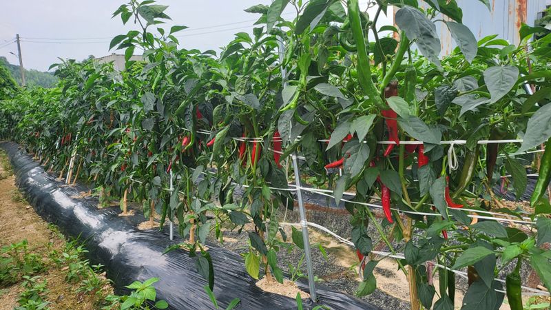 박현주님의 장터 판매 상품 [2023햇고추가루600g] 첨부 사진