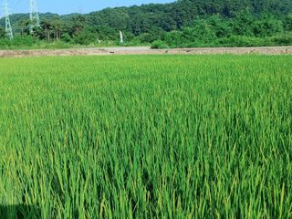 윤재하님의 벼 · 자유게시판 작성글 사진