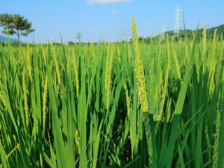 윤재하님의 벼 · 자유게시판 작성글 사진