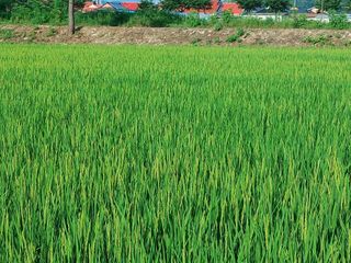 윤재하님의 벼 · 자유게시판 작성글 사진